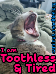 You are a yawning, toothless Squeaky!
